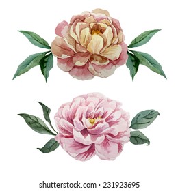peony, element, watercolor