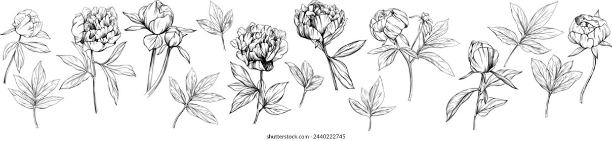 Peony floral botanical flower hand drawn. Wild spring leaf wildflower isolated. Black and white engraved ink art collection. Isolated peony illustration element on white background.