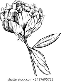 Peony floral botanical flower. Wild spring leaf wildflower isolated. Black and white engraved ink art. Isolated peony illustration element on white background.