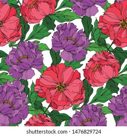 Peony floral botanical flowers on white background