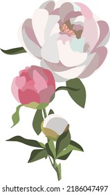 Peony floral composition, three white and pink flowers with greenery. Wedding card decoration. Romantic background.