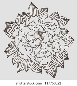 peony flower