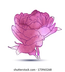 Peony flower