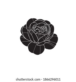 Peony flower. Abstract flower illustration. hand drawing vector art. Isolated on a white background.