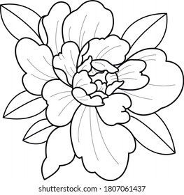 peony flower art design decorative element 