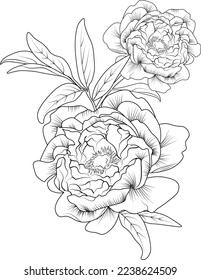 Peony flower art, hand-drawn blossom flower bouquet vector sketch illustration engraved ink art, botanical leaf branch collection isolated on white background coloring page and books.