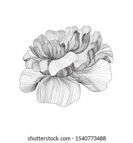 Peony flower. Black and white. Imitation of engraving.