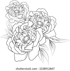 Flor de peones. Página del libro de libros de colorantes vectoriales en blanco y negro para adultos y niños peones flores con hojas, simplicidad, embellecimiento y dibujo floral.