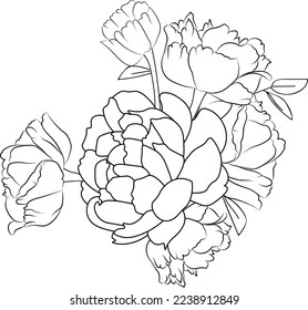 Flor de peones. Página del libro de libros de colorantes vectoriales en blanco y negro para adultos y niños peones flores con hojas, simplicidad, embellecimiento y dibujo floral.