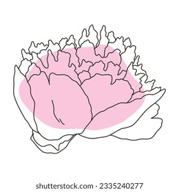 Peony flower in bloom line art with pink shape. Hand drawn realistic detailed vector illustration. Black line on pink abstract organic shape clipart isolated.
