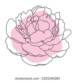 Peony flower in bloom line art with pink shape. Hand drawn realistic detailed vector illustration. Black line on pink abstract organic shape clipart isolated.