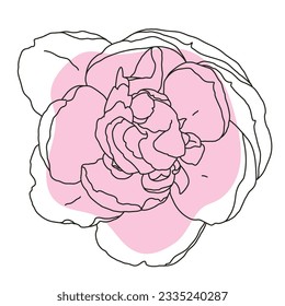 Peony flower in bloom line art with pink shape. Hand drawn realistic detailed vector illustration. Black line on pink abstract organic shape clipart isolated.