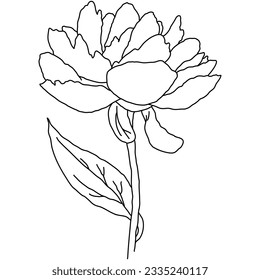 Peony flower in bloom on stem line art. Hand drawn realistic detailed vector illustration. Black and white clipart isolated.