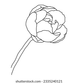 Peony flower in bloom on stem line art. Hand drawn realistic detailed vector illustration. Black and white clipart isolated.