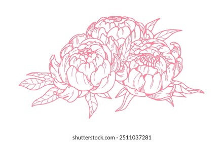 Peony flower bloom. Retro style blossom, outlined petals and leaves. Vintage contoured botanical sketch. Engraved spring floral plant. Hand-drawn vector illustration isolated on white background.