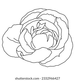 Peony flower blooming line art. Hand drawn realistic detailed vector illustration. Black and white clipart isolated.