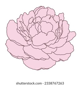 Peony flower blooming line filled pink color illustration. Hand drawn realistic detailed vector illustration clipart isolated.