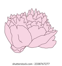 Peony flower blooming line filled pink color illustration. Hand drawn realistic detailed vector illustration clipart isolated.