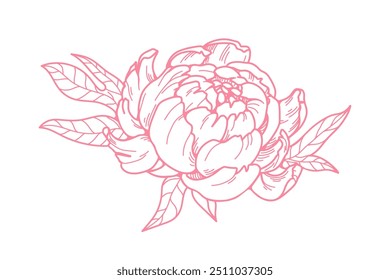 Peony flower blossom. Elegant bloom, outlined petals. Retro style botanical drawing. Detailed vintage sketch, floral design element. Hand-drawn vector illustration isolated on white background.