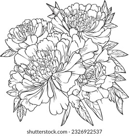 Peony flower bouquet zen doodle art, flowers colorings page, and books, a sketch of outline vector graphic hand drawn illustration isolated on white background, peony line drawings