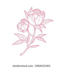 Peony, flower branch. Contoured outlined etched blossom. Vintage engraved Japanese blooming plant, stem. Retro style botanical drawing. Hand-drawn vector illustration isolated on white background