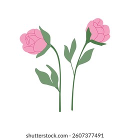 Peony flower branches with leaves. Vector flat botanical illustration on isolated background