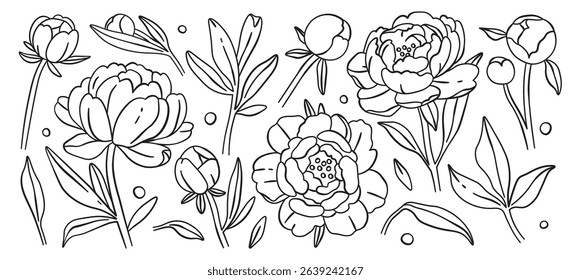 Peony flower bud blossoms garden plant line art monochrome botanical set isolated on white background. Floral artistic composition vector illustration. Beautiful natural blooms decorative elements