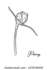 Peony flower bud hand drawn in lines. Black and white graphic doodle sketch floral vector illustration. Isolated on white background