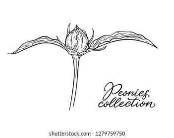 Peony flower bud hand drawn in lines. Black and white graphic doodle sketch floral vector illustration. Isolated on white background