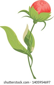 Peony flower: Bud leaves isolated on white. Hand drawn vector illustration for floral design .