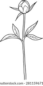 Peony flower bud stage