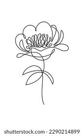 Peony flower in continuous line art drawing style. Black linear sketch isolated on white background. Vector illustration