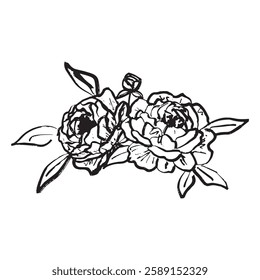 Peony flower design with leaves as tattoo, logo design, Clothes print in brush stroke texture. Hand drawn vector sketch illustration in vintage charcoal ink style. Floral shop, invitation, wedding