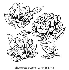 Peony flower drawing. Botanical Hand drawn