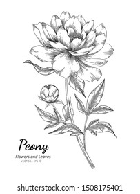 Peony flower drawing illustration with line art on white backgrounds.