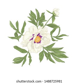 Peony flower. Element for design. Colored vector illustration. In botanical style Isolated on white background.	