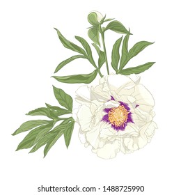 Peony flower. Element for design. Colored vector illustration. In botanical style Isolated on white background.	