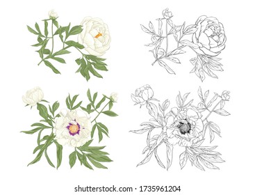 Peony flower. Element for design. Colored and outline vector illustration. In botanical style Isolated on white background..