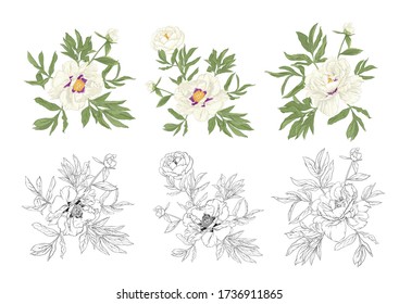 Peony flower. Element for design. Colored and outline vector illustration. In botanical style Isolated on white background..