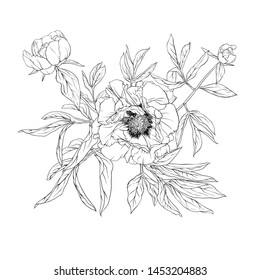 Peony flower. Element for design. Outline hand drawing vector illustration. In botanical style Isolated on white background.	