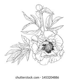 Flor de peones. Elemento para el diseño. Dibujo manual de esquema de ilustración vectorial. En estilo botánico Aislado sobre fondo blanco.	