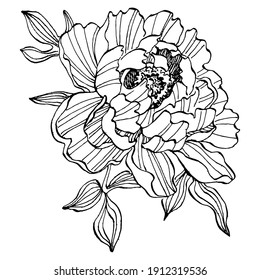 Peony flower. Floral botanical flower. Isolated illustration element. Vector hand drawing wildflower for background, texture, wrapper pattern, frame or border.