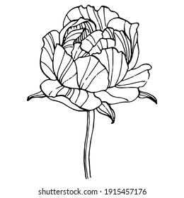 Peony flower. Floral botanical flower. Isolated illustration element. Vector hand drawing wildflower for background, texture, wrapper pattern, frame or border.