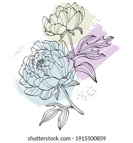 Peony flower. Floral botanical flower. Isolated illustration element. Vector hand drawing wildflower for background, texture, wrapper pattern, frame or border.
