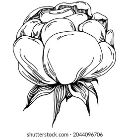 Peony flower. Floral botanical flower. Isolated illustration element. Vector hand drawing wildflower for background, texture, wrapper pattern, frame or border.