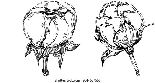 Peony flower. Floral botanical flower. Isolated illustration element. Vector hand drawing wildflower for background, texture, wrapper pattern, frame or border.