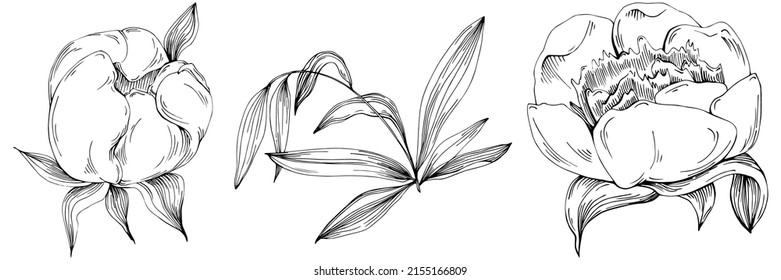 Peony flower. Floral botanical flower. Isolated illustration element. Vector hand drawing wildflower for background, texture, wrapper pattern, frame or border.