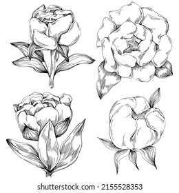 Peony flower. Floral botanical flower. Isolated illustration element. Vector hand drawing wildflower for background, texture, wrapper pattern, frame or border.