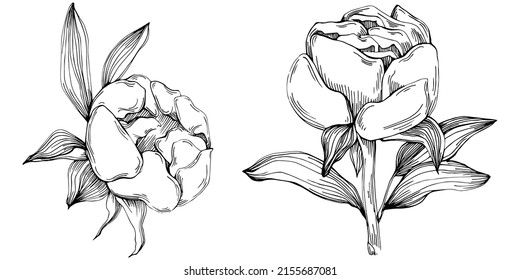 Peony flower. Floral botanical flower. Isolated illustration element. Vector hand drawing wildflower for background, texture, wrapper pattern, frame or border.