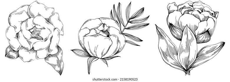 Peony flower. Floral botanical flower. Isolated illustration element. Vector hand drawing wildflower for background, texture, wrapper pattern, frame or border.